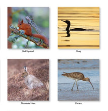 Load image into Gallery viewer, Natural Scotland 2027 Calendar Wall Planner Organiser Red Kite Puffins