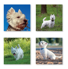 Load image into Gallery viewer, West Highland Terriers Calendar 2027 Wall Planner Organiser Westies Dogs
