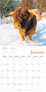 Highland Cows Calendar 2025 Wall Planner Organiser Scottish Cattle Christmas Gift