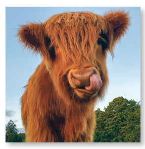 Highland Cows Calendar 2025 Wall Planner Organiser Scottish Cattle Christmas Gift