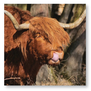 Highland Cows Calendar 2025 Wall Planner Organiser Scottish Cattle Christmas Gift
